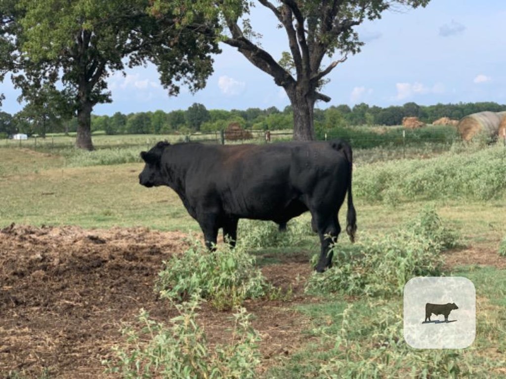 Cattle Range Listing Photo