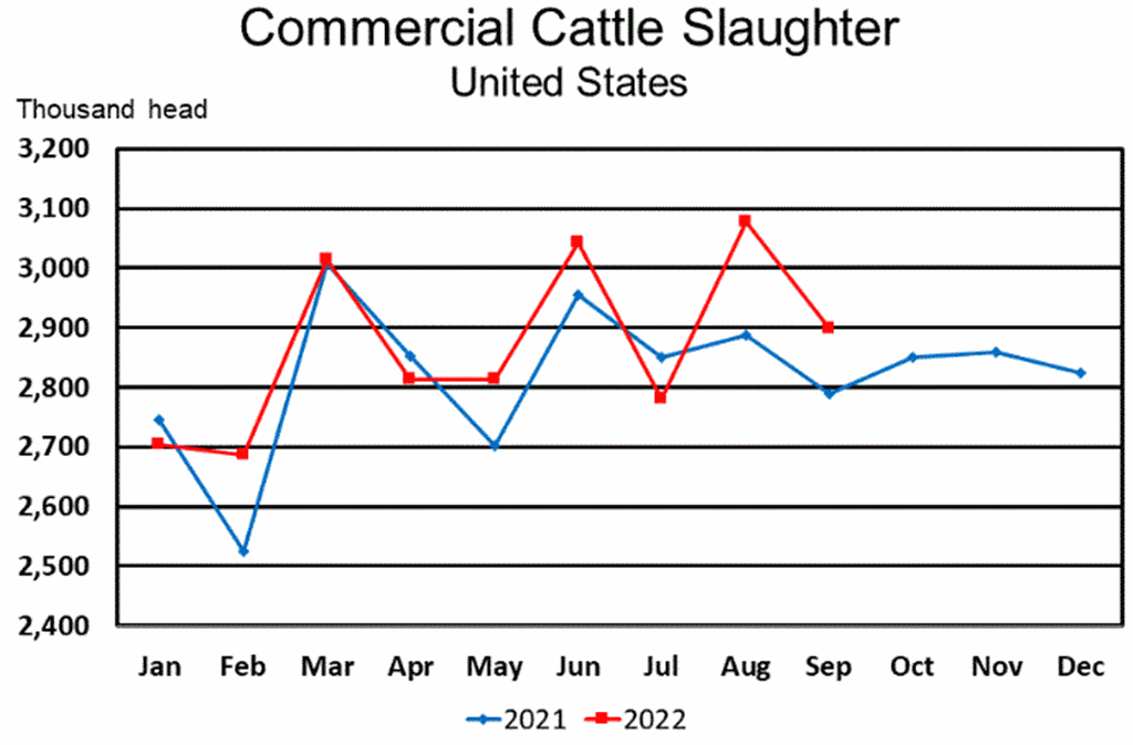 October Livestock Slaughter Report: Record High Beef Production