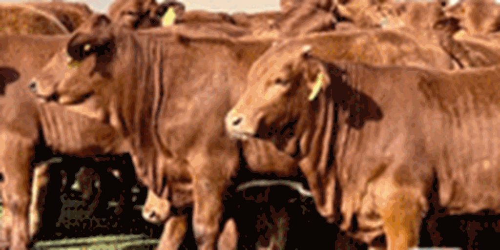 125	Beefmaster Rep. Heifers... Central TX