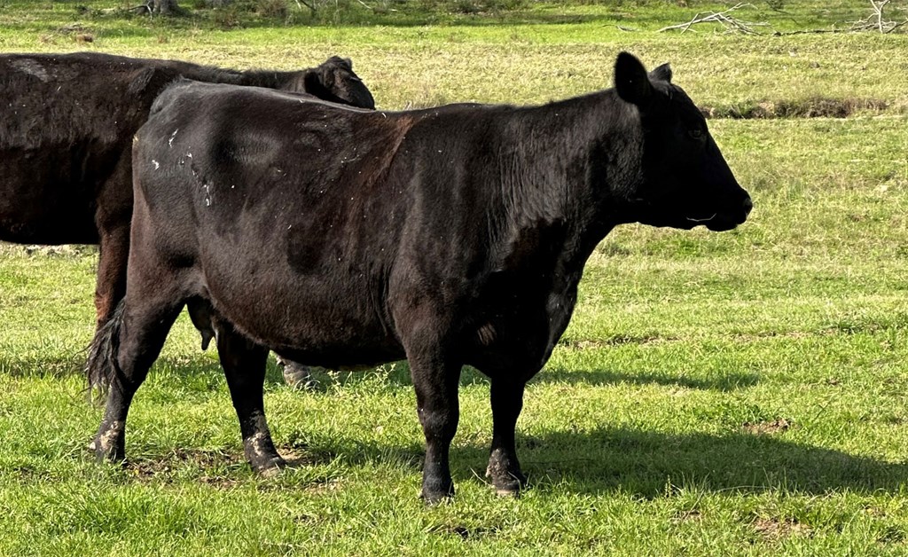 Cattle Range Listing Photo