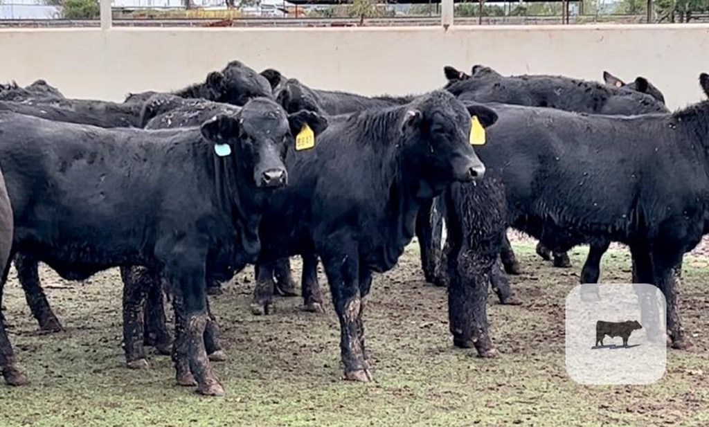 Cattle Range Listing Photo