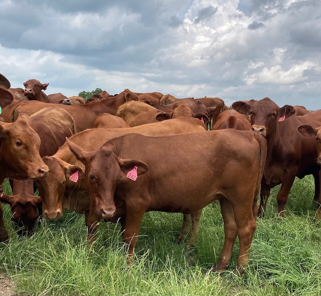 Cattle Range Listing Photo