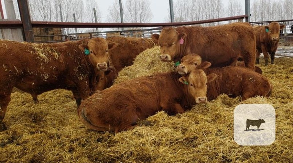 Cattle Range Listing Photo