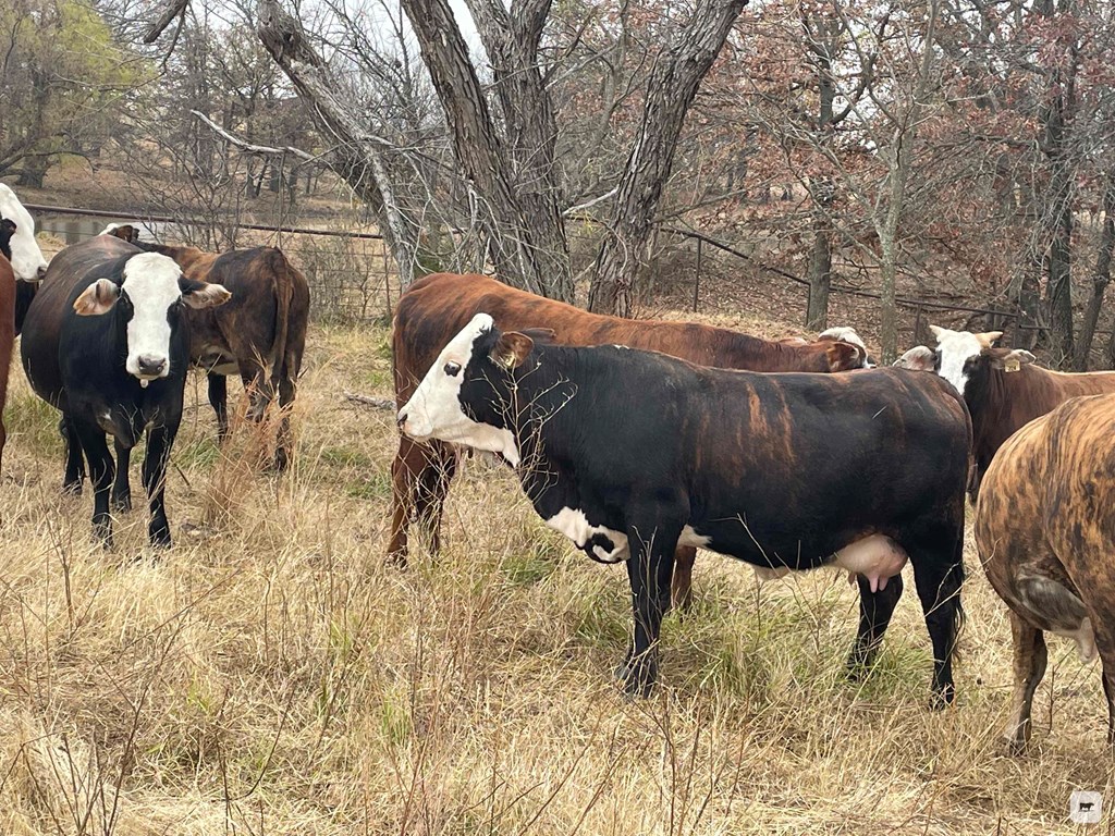 Cattle Range Listing Photo 9