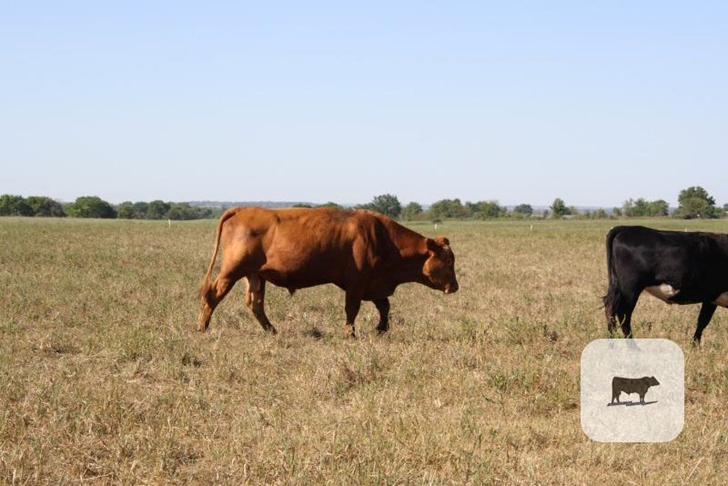 Cattle Range Listing Photo