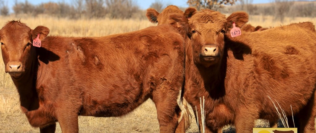 Cattle Range Listing Photo