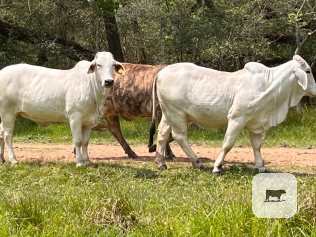 Cattle Range Listing Photo