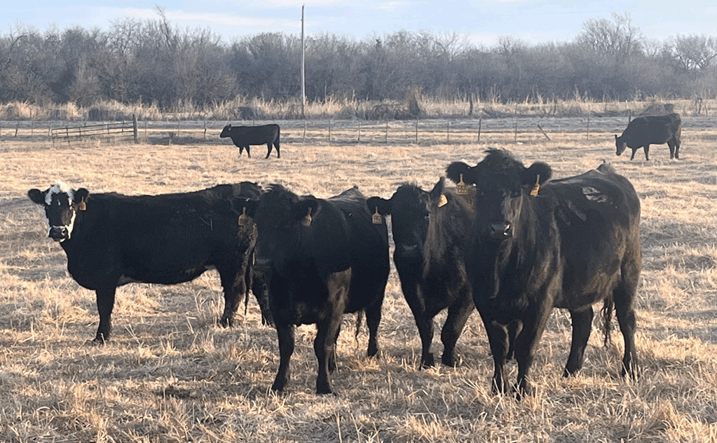 USDA Beef/Cattle Outlook: February 2022