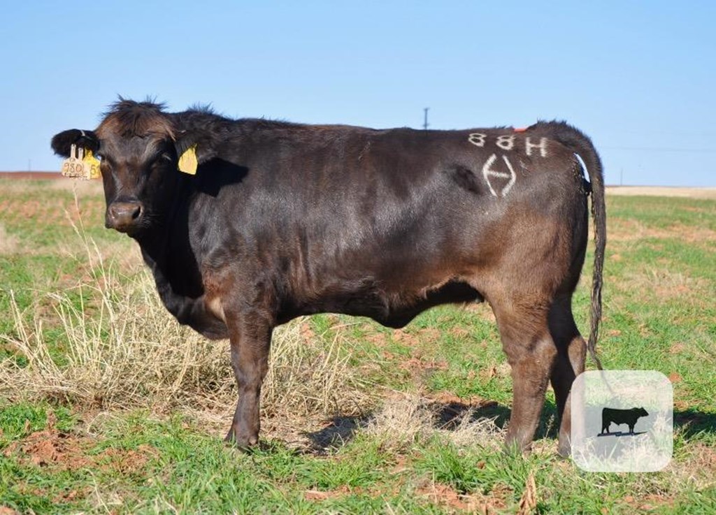 Cattle Range Listing Photo