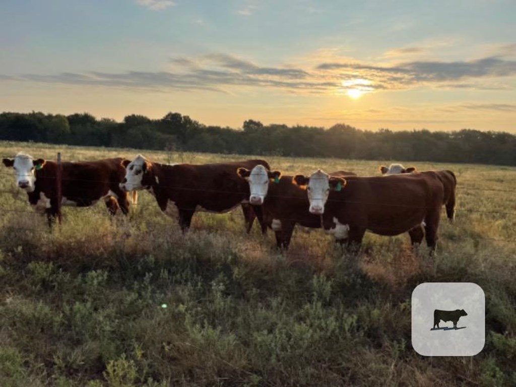 Cattle Range Listing Photo