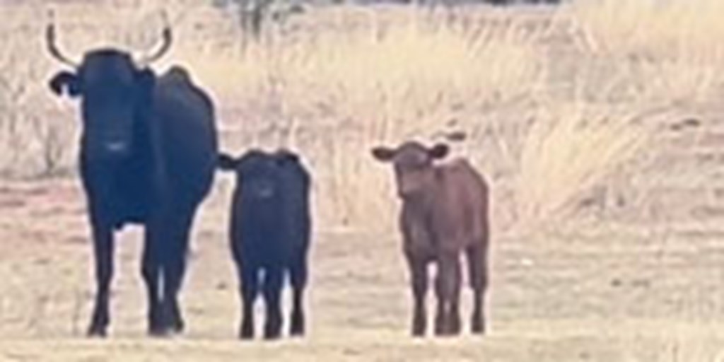 90 Corriente Pairs... TX S. Plains