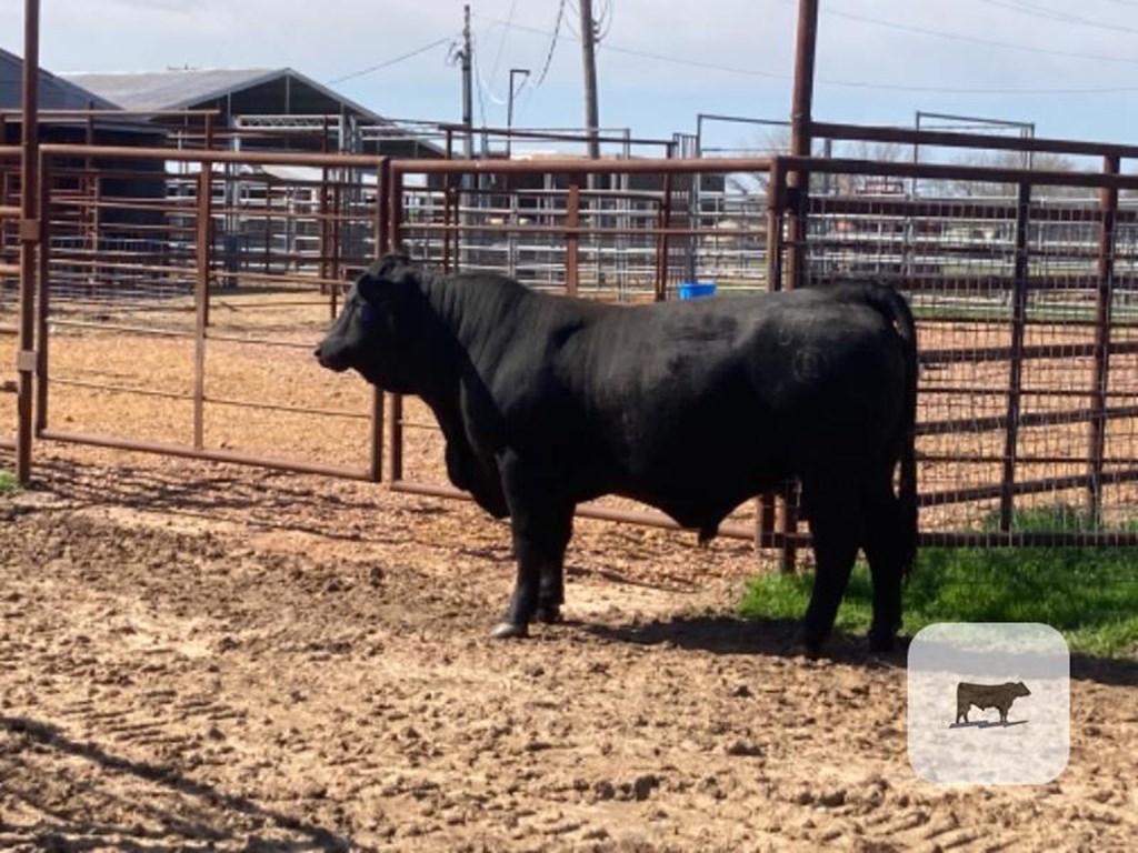 Cattle Range Listing Photo