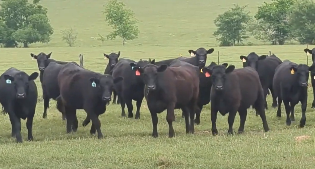 Cattle Range Listing Photo