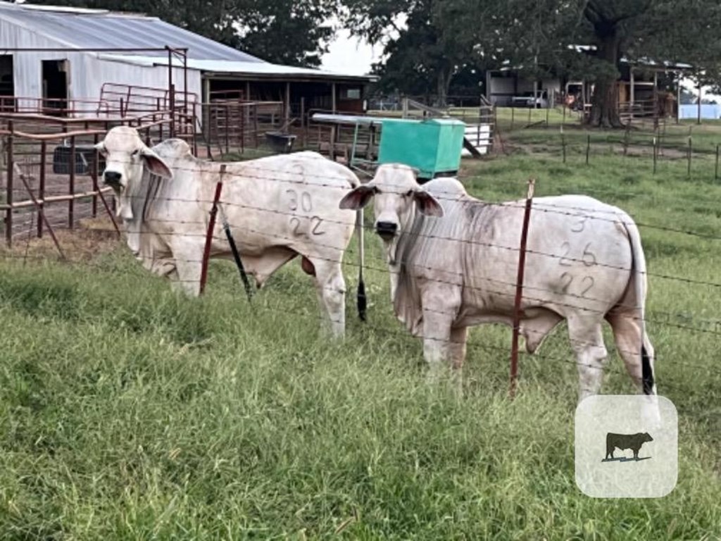 Cattle Range Listing Photo