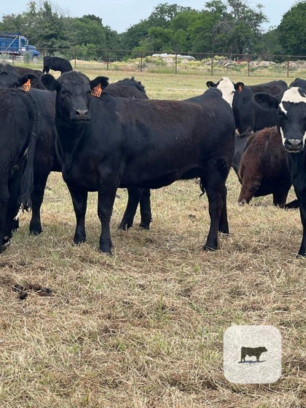 Cattle Range Listing Photo