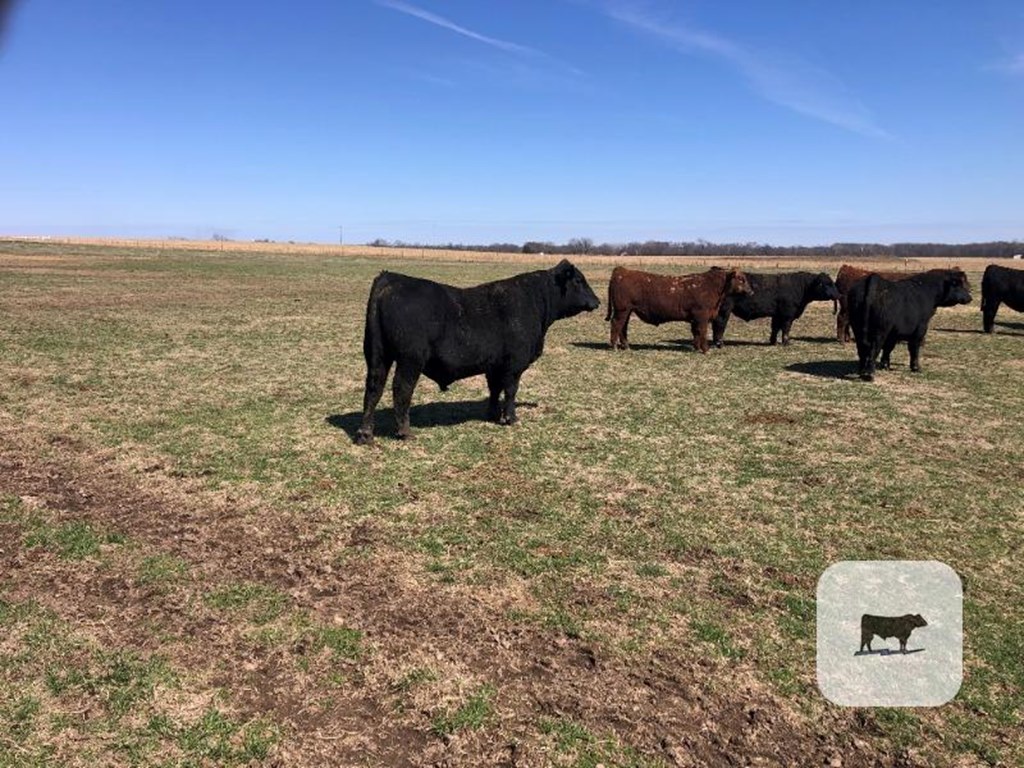 Cattle Range Listing Photo