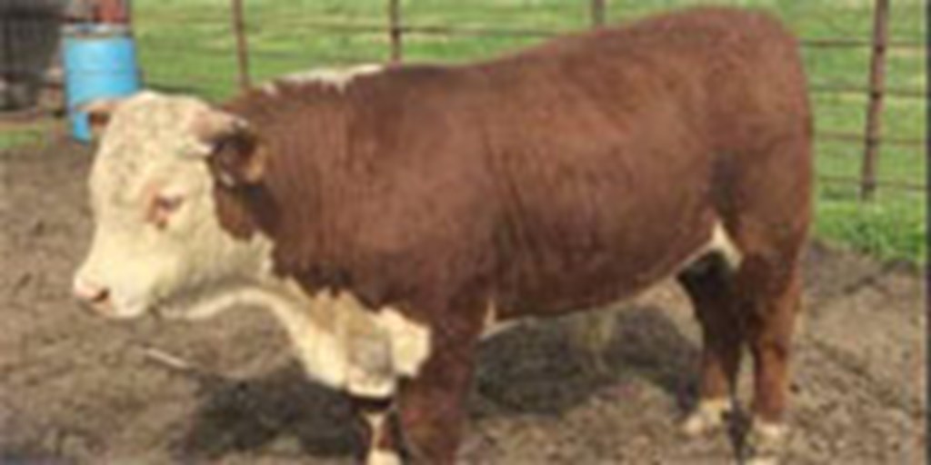 6 Hereford Bulls... W. Central AR