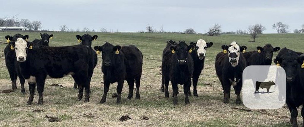 Cattle Range Listing Photo