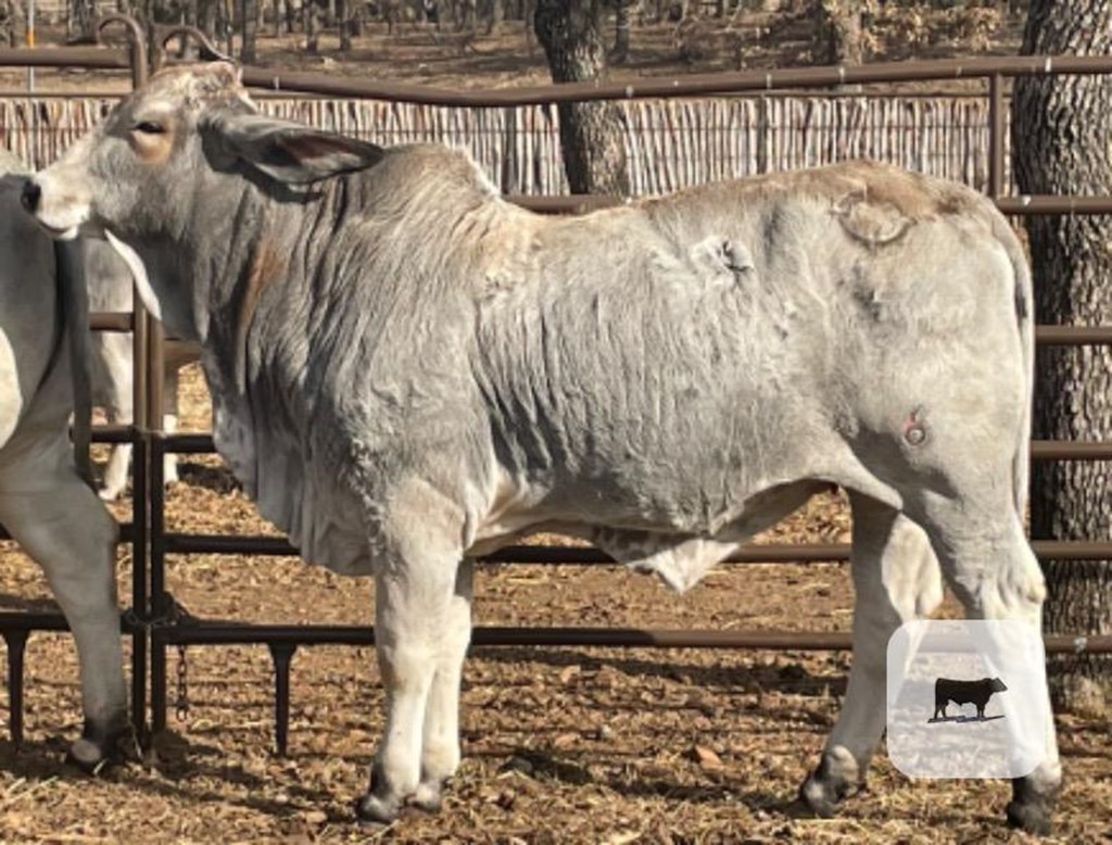 Cattle Range Listing Photo