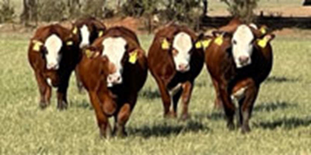 12 Red Brangus Baldy Bred Heifers... N. Central TX