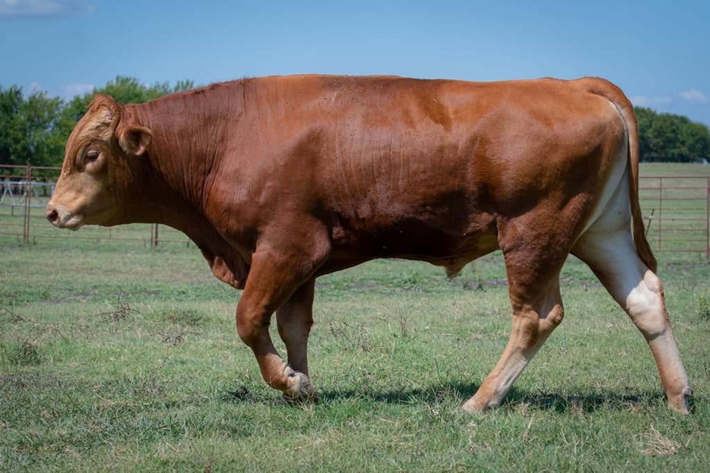 Cattle Range Listing Photo