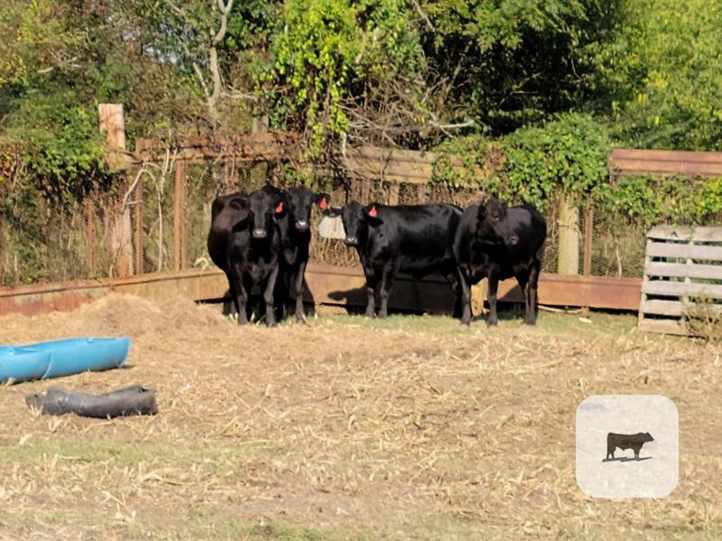 Cattle Range Listing Photo