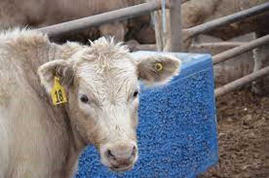 USDA Ear Tag Comment Period Extended