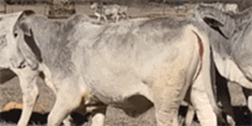 26 Reg. Brahman Rep. Heifers... Southeast OK
