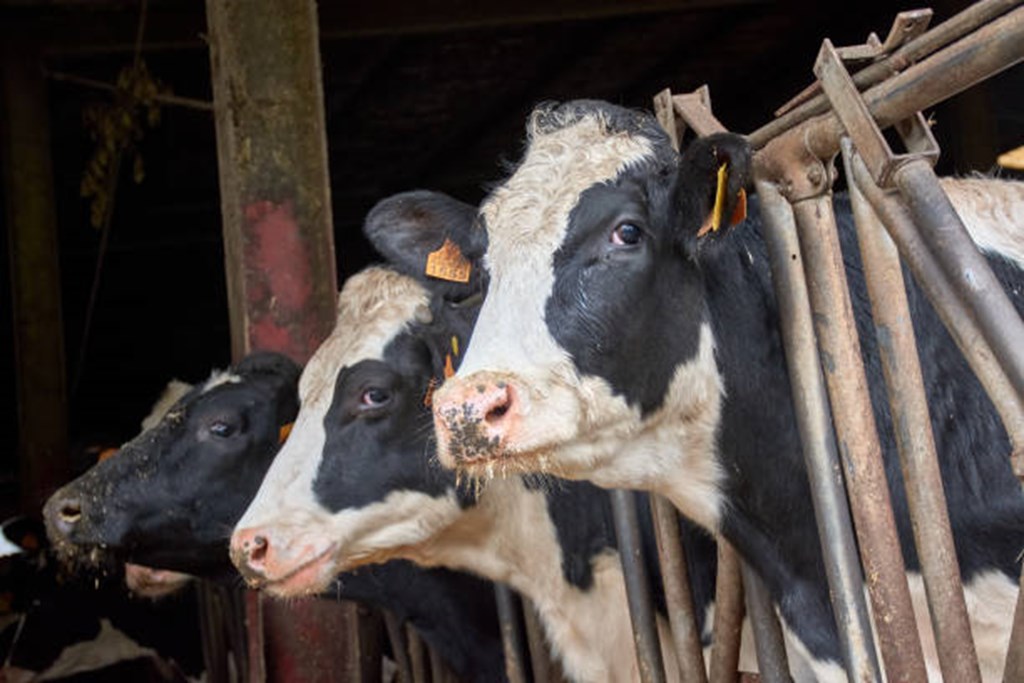 Large Decline in Dairy Cow Culling
