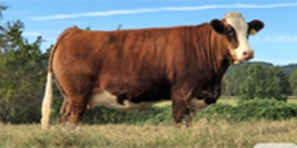 2 Reg. Fleckvieh Cows... Central AR