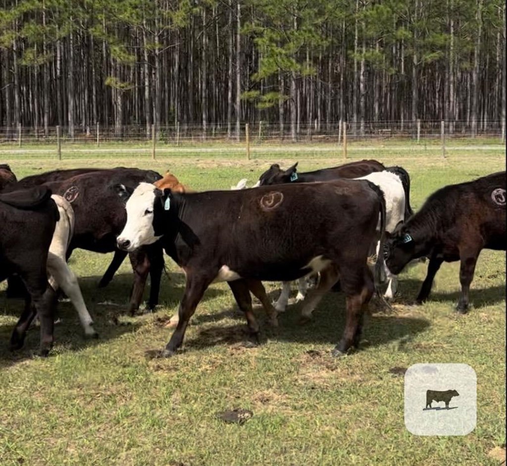 Cattle Range Listing Photo
