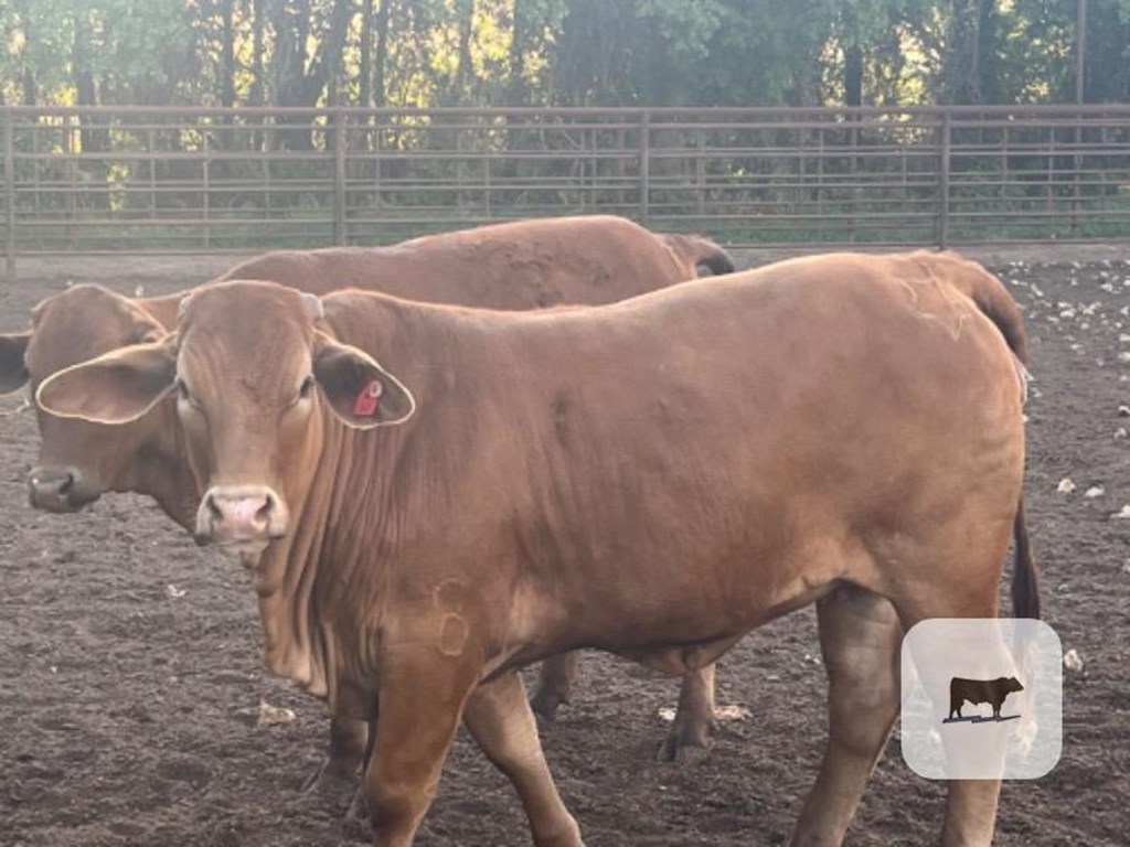 Cattle Range Listing Photo