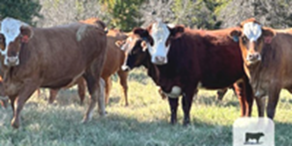 93 Hereford Cross Bred Heifers... Northeast OK