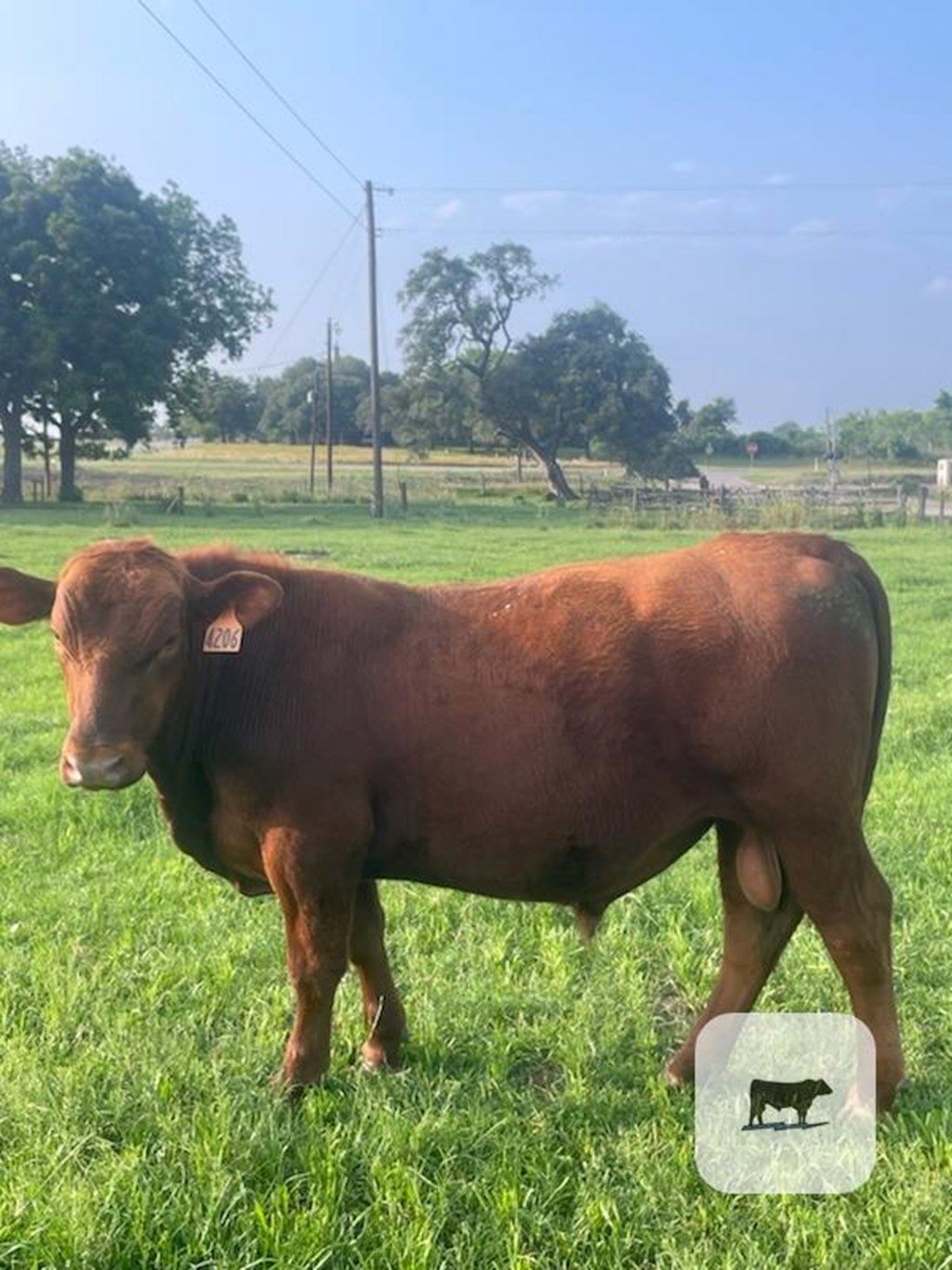 4 Reg. Red Angus Bulls... S. Central TX Cattle Range