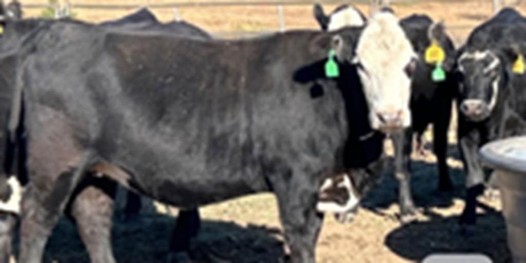 Listings Cattle Range