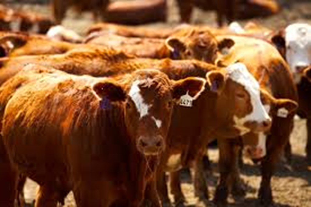 January Cattle Inventory: Cattle Class State Rankings and Change from 2021