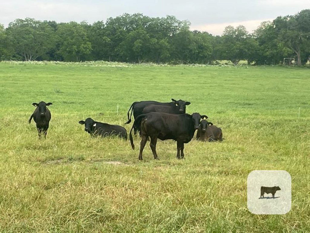 Cattle Range Listing Photo