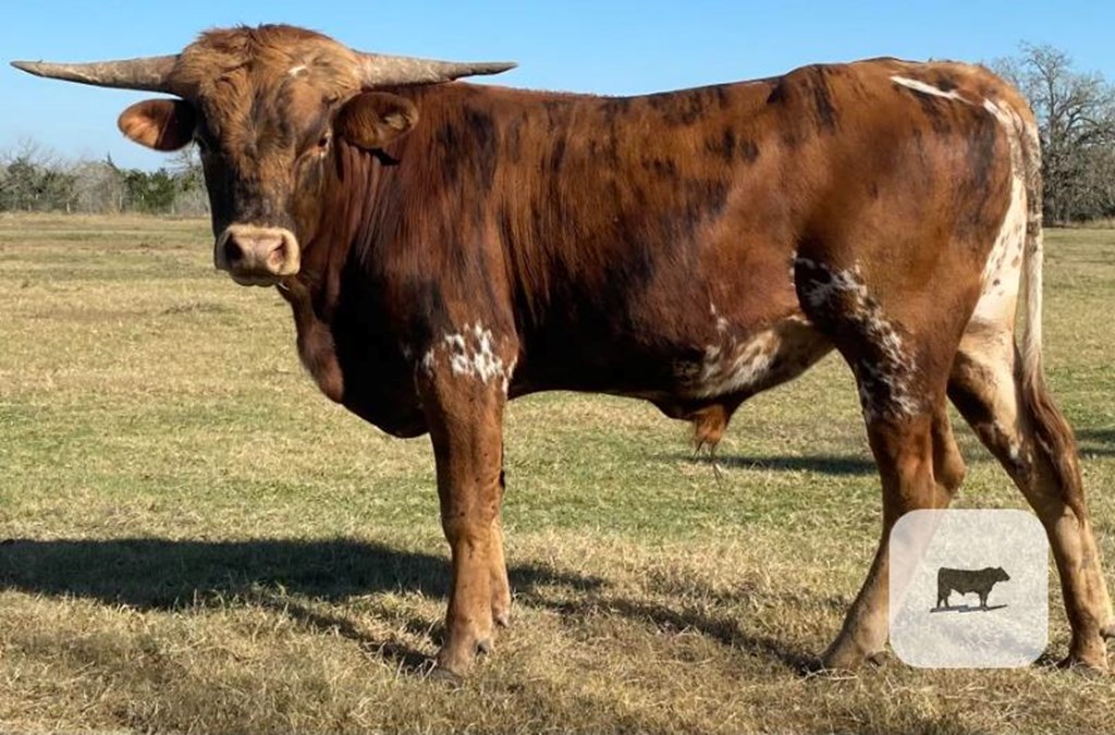 Cattle Range Listing Photo