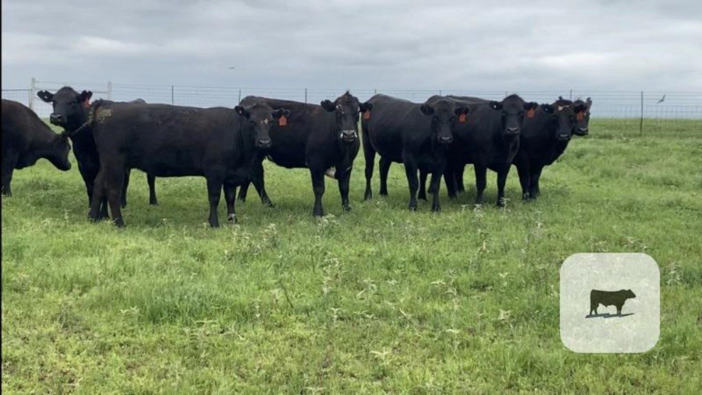 Cattle Range Listing Photo