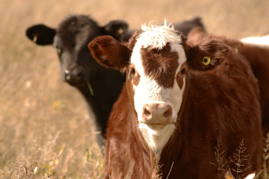 Livestock Monitoring Market worth $19.37 Billion by 2030