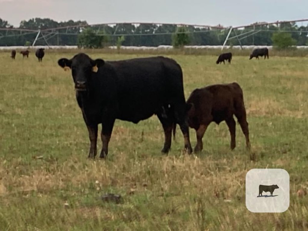 Cattle Range Listing Photo