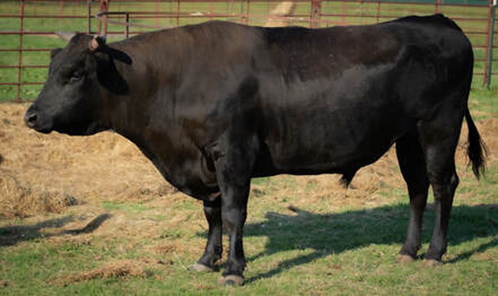 Cattle Range Listing Photo
