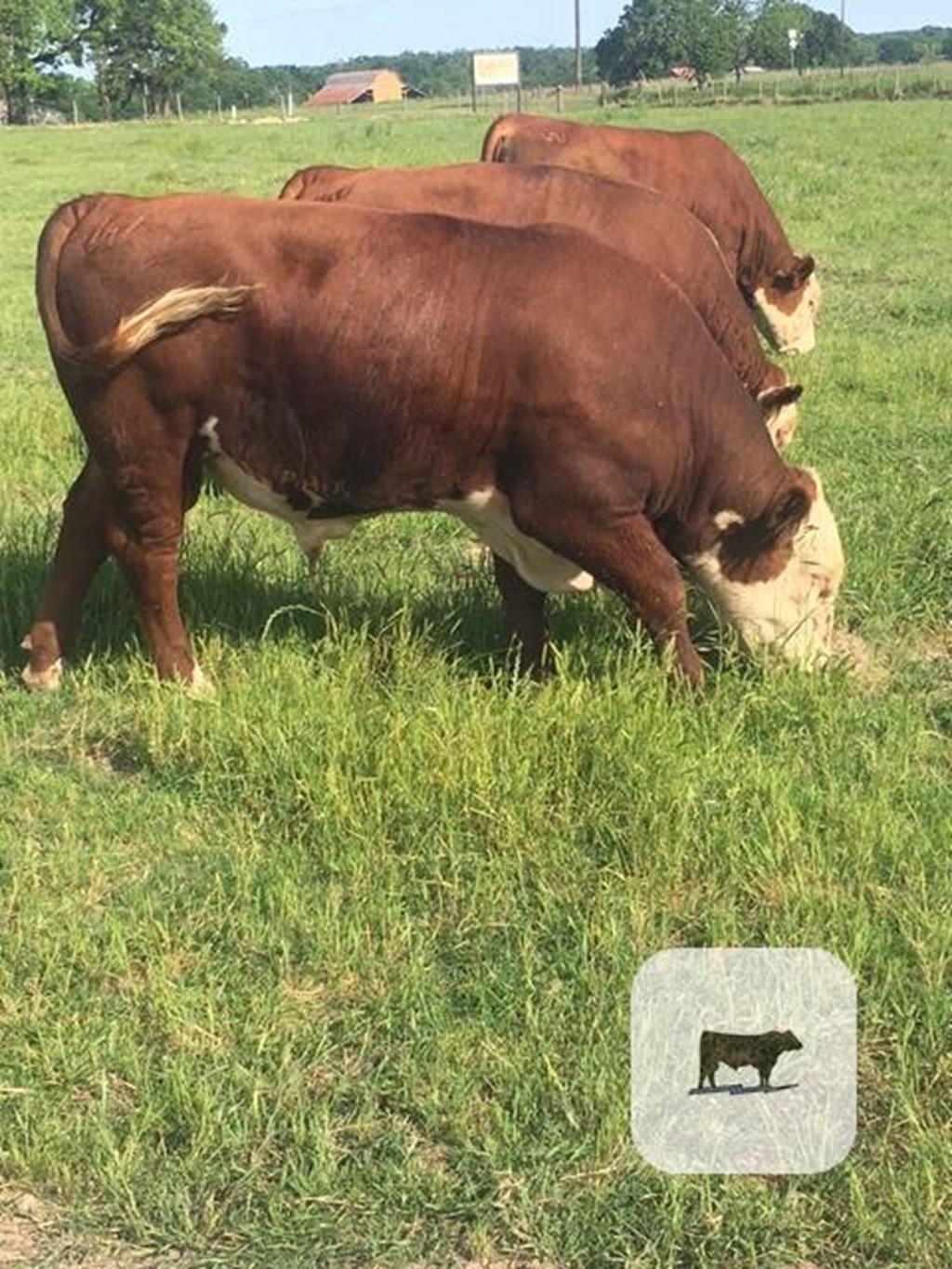 Cattle Range Listing Photo