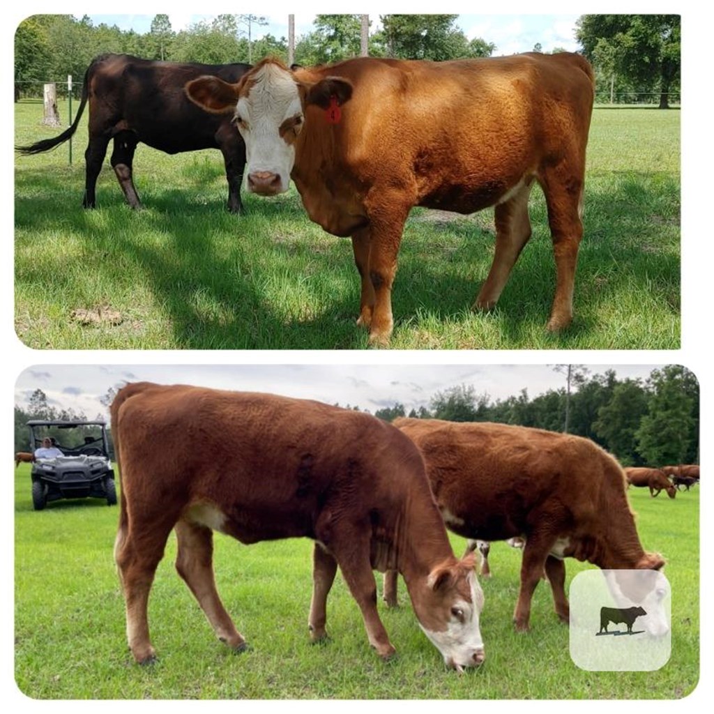 Cattle Range Listing Photo