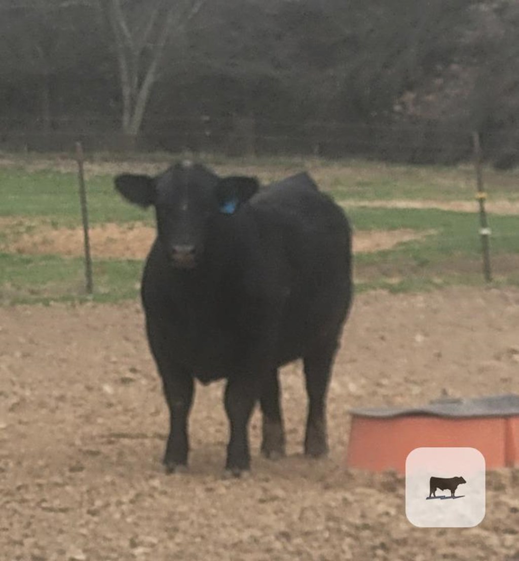 Cattle Range Listing Photo