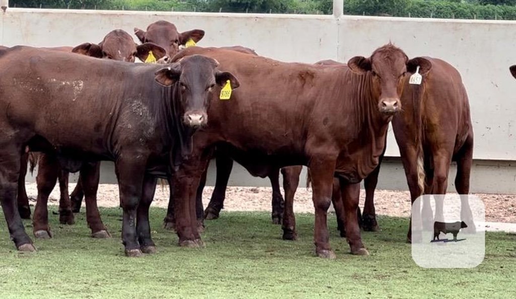 Cattle Range Listing Photo