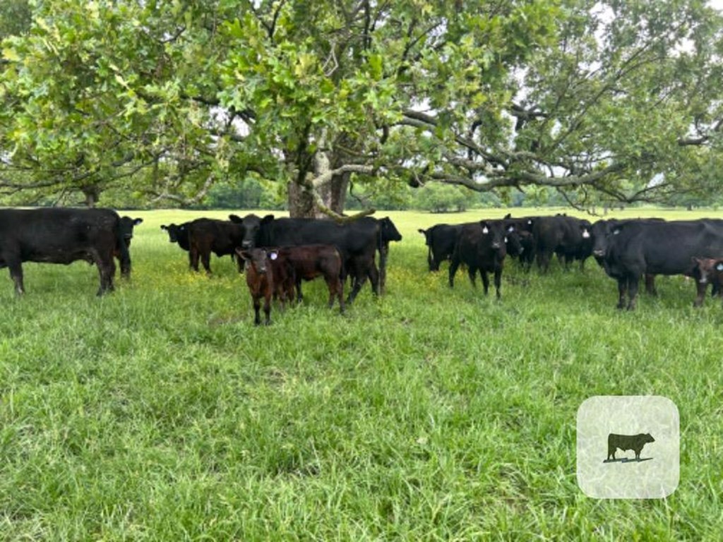 Cattle Range Listing Photo