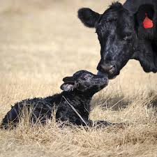 Benefits of early March Calving compared to May Calving