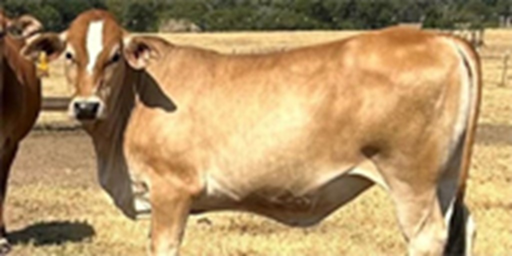 19 Simbrah Bred Heifers... Southeast TX