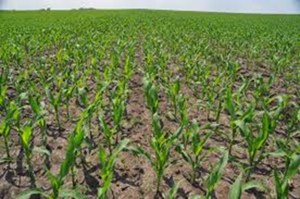 Corn Crop Condition as of 6/5/22